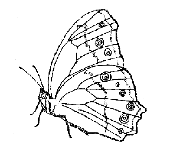 desene de colorat fluture